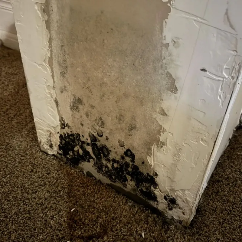 Professional Mold Removal in Champlin, MN